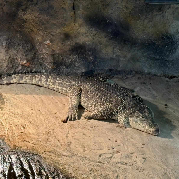 IOK Zagreb posjeta Zoološkom vrtu 11